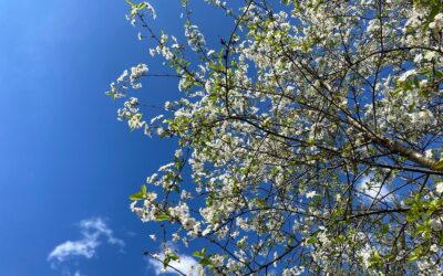 Detox: Primăvara este anotimpul primenirii